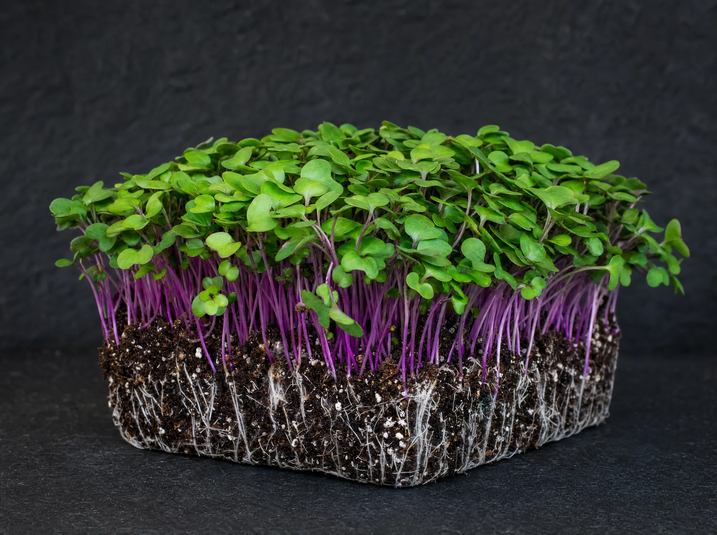 Kohlrabi microgreens — delicate pale green shoots, studio shot