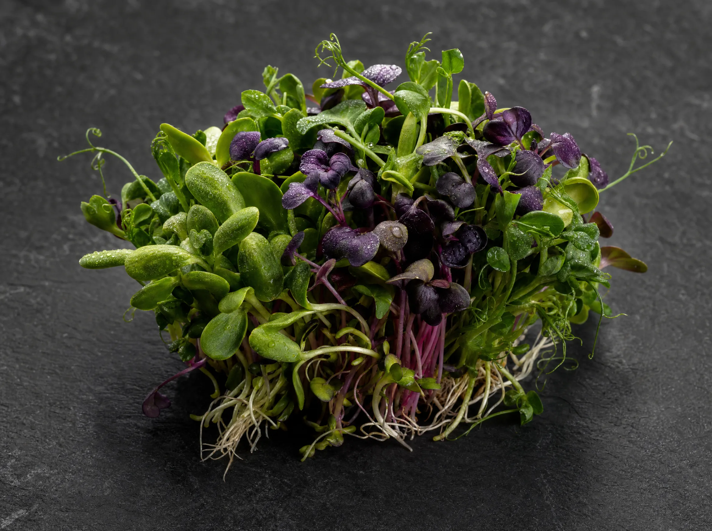 Mix Medley microgreens — colorful assortment of varieties, studio shot