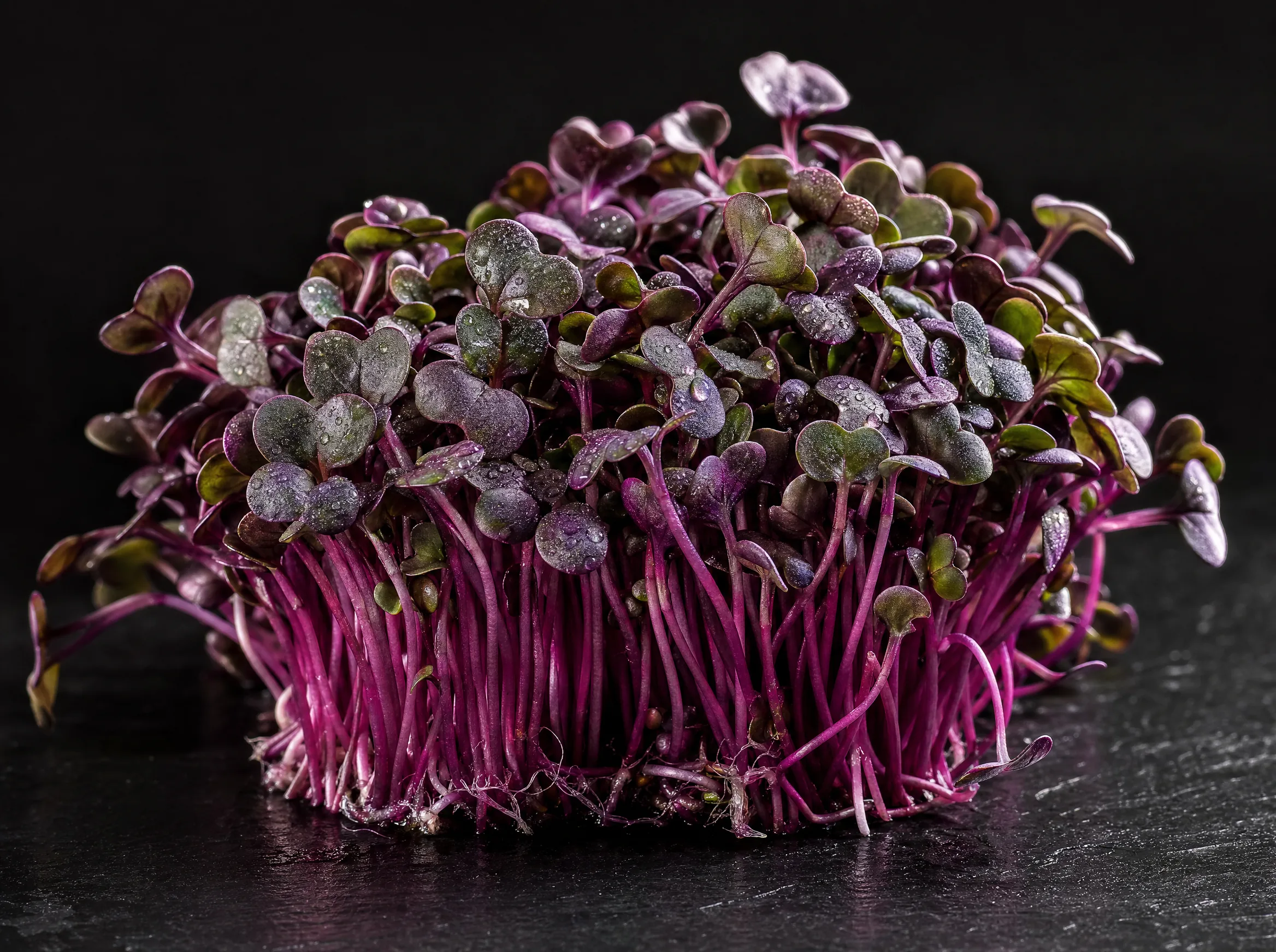 Red cabbage microgreens — vivid purple-magenta shoots, studio shot